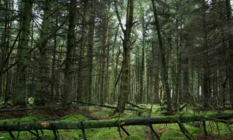 Typical unmanaged forest
